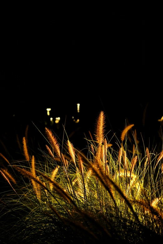 an area of very thin grass in the dark