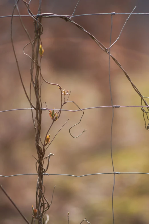 a yellow - bellied bird perches on barbed wire