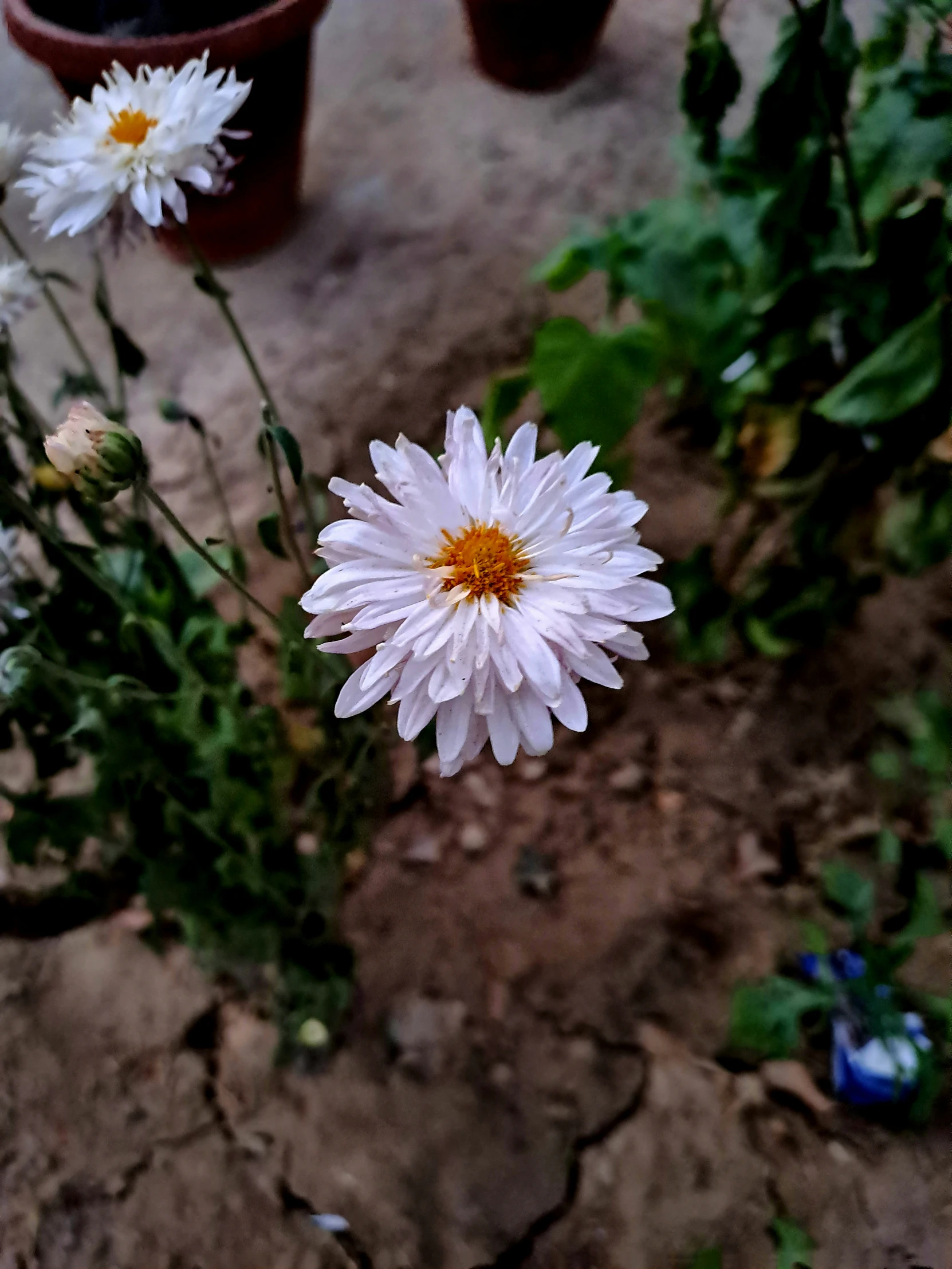 some white and yellow flowers in a garden