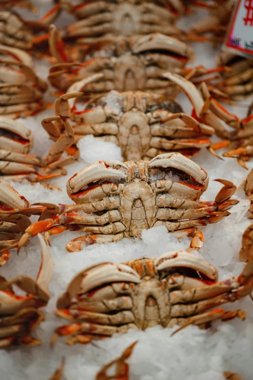 a bunch of crabs with some ice on top