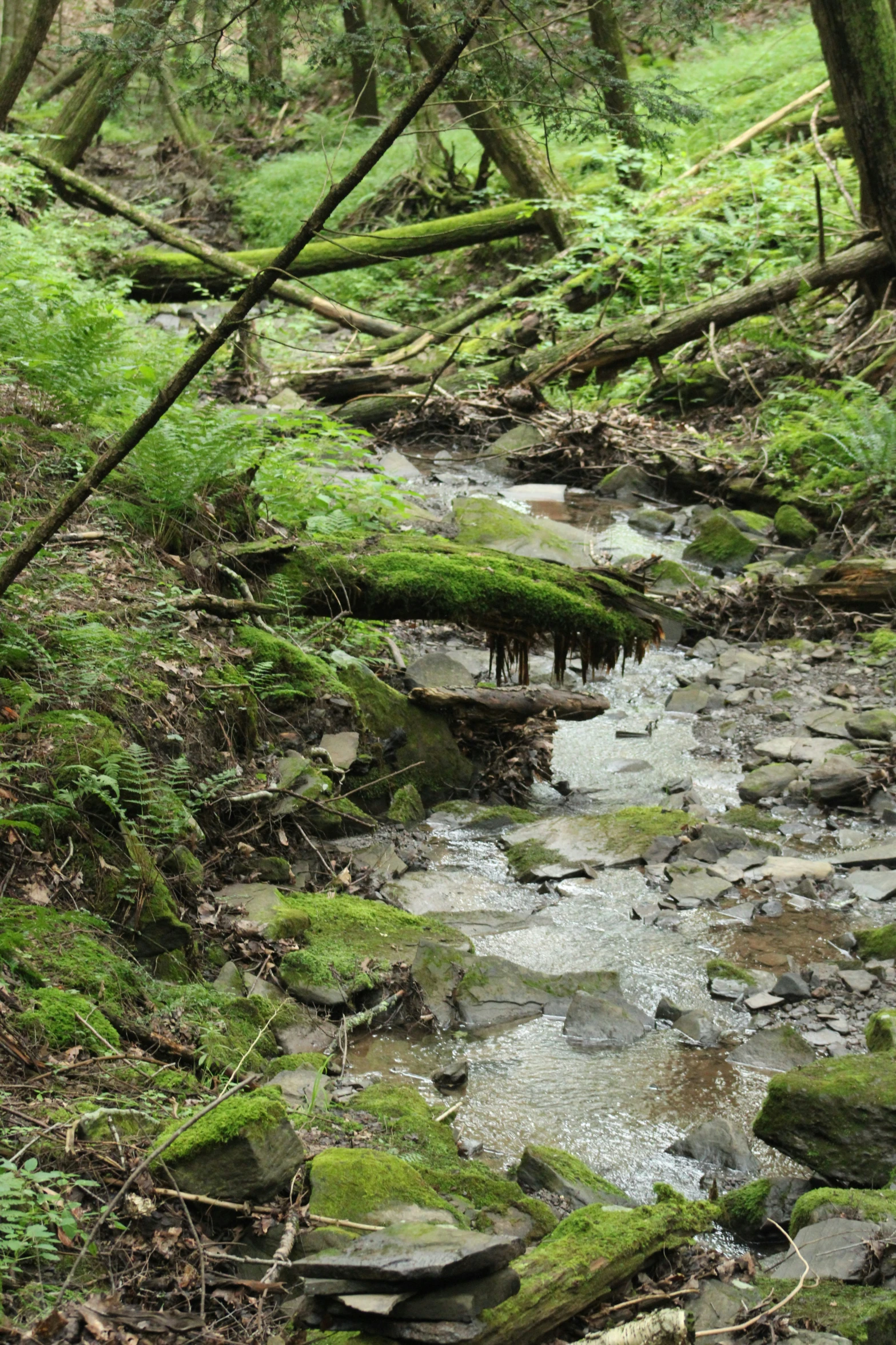 a stream flows through a mossy forest