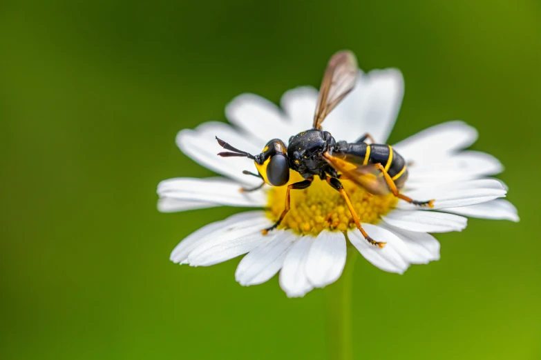 some sort of insect sitting on a daisy