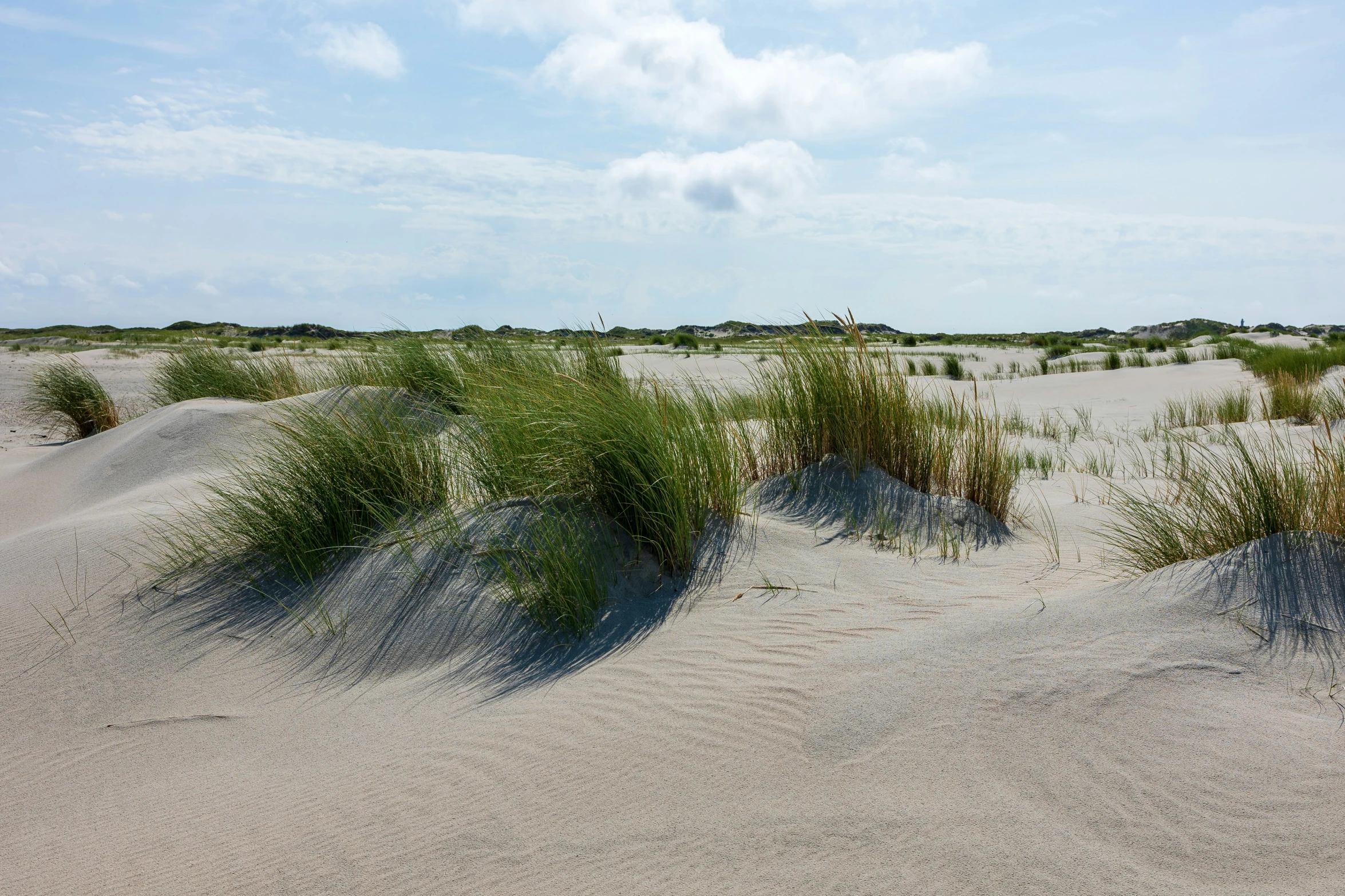 the green plants are growing in the sand