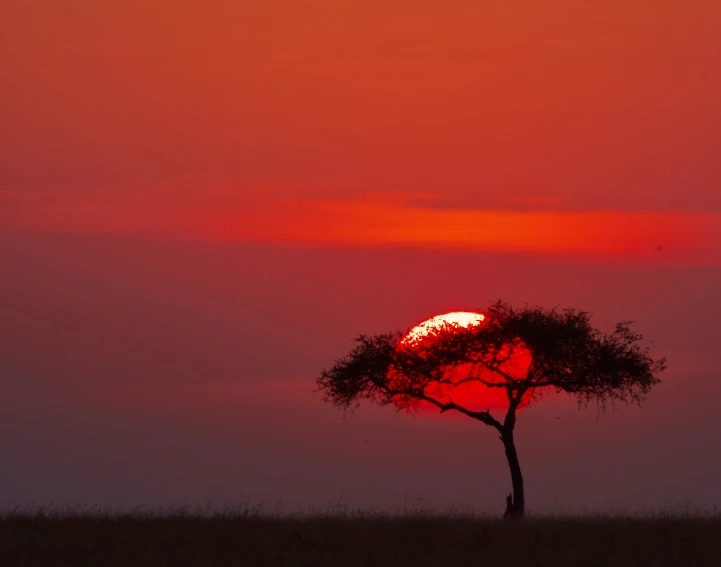 a sun shines as the silhouette of a tree stands in front of a cloudy, red, orange sky