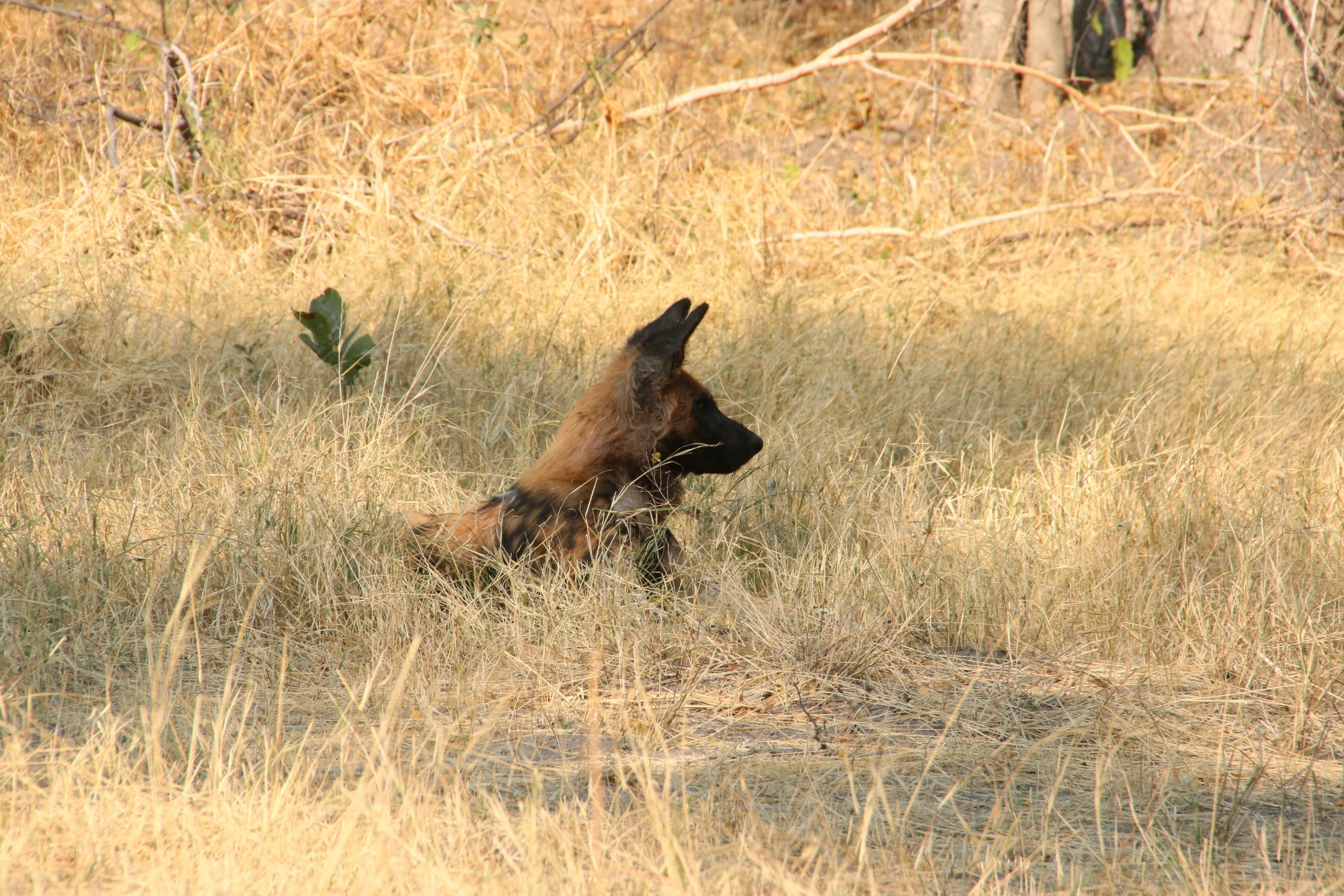 there is a small bear in the field