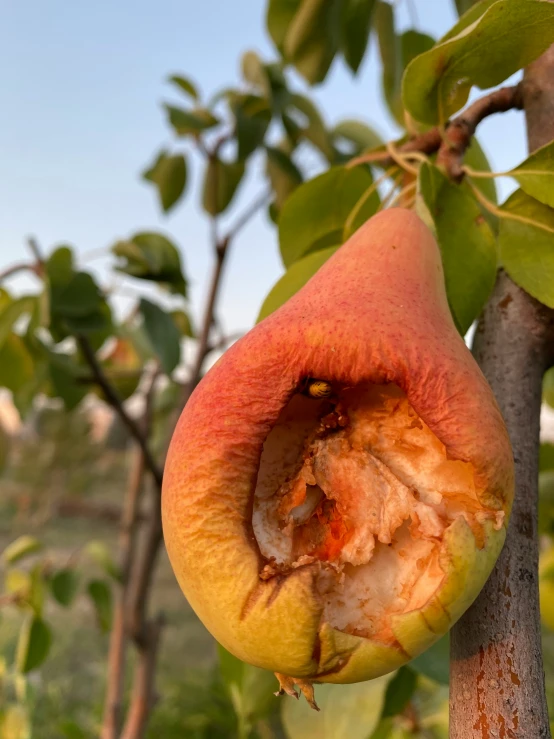 half of a peach on tree with leaves and sky