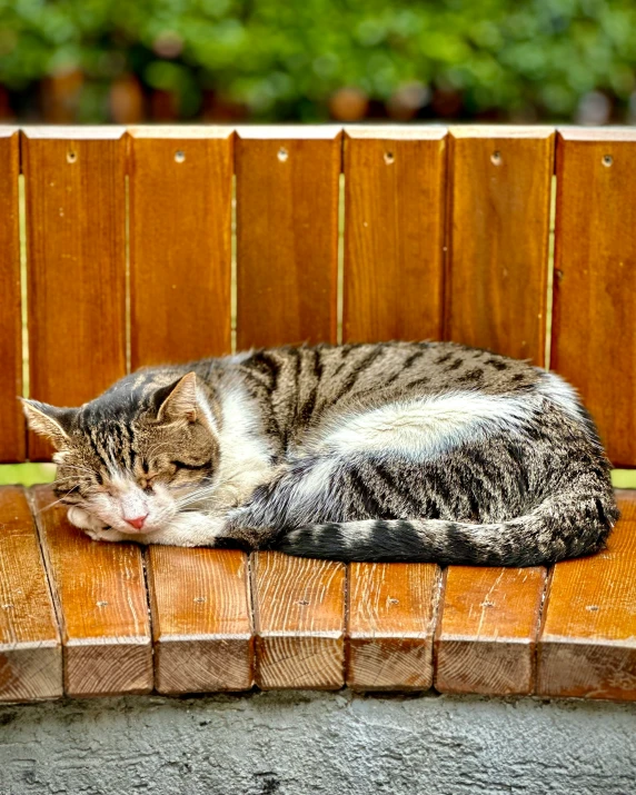 a cat that is laying down on some wooden benches