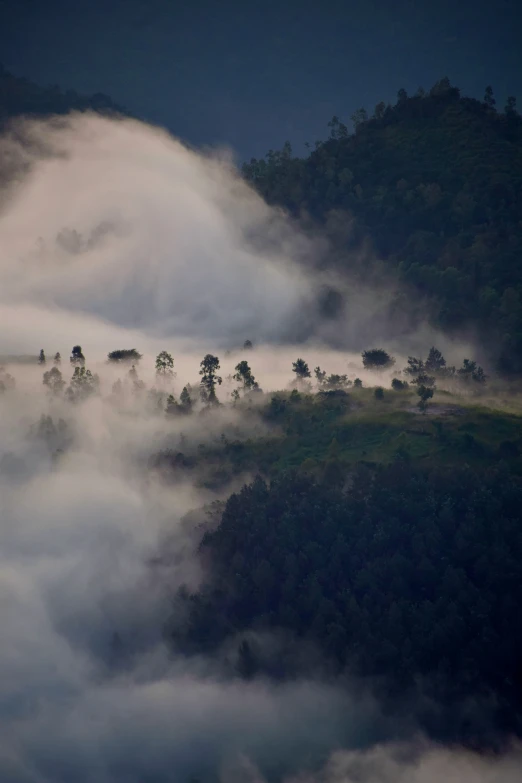 trees and bushes on a hillside in foggy weather