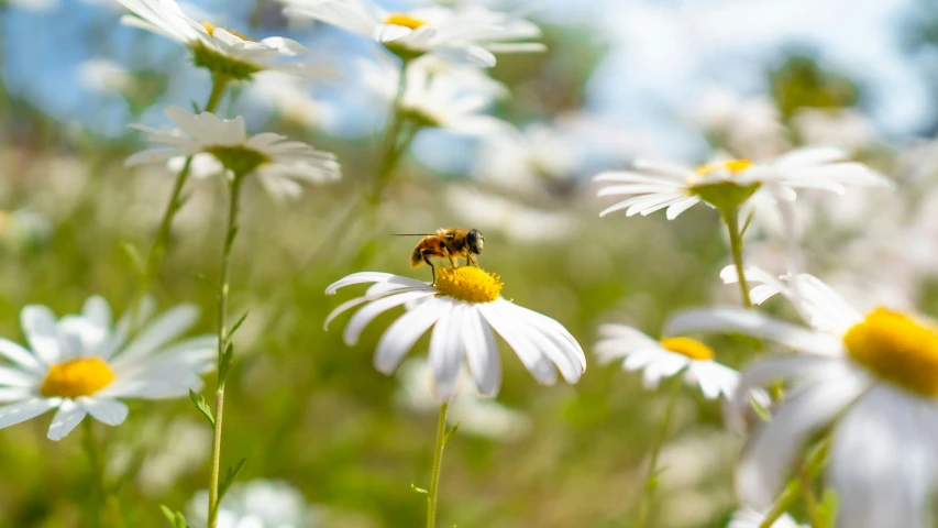 bee sitting on top of a yellow and white daisy