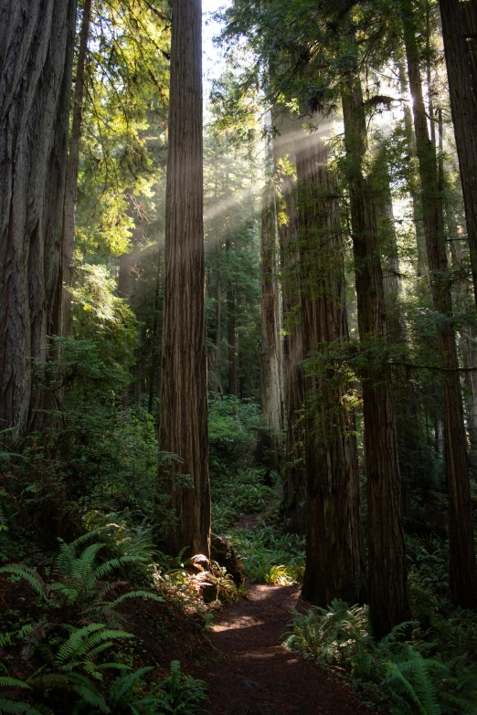 the sunlight coming through the trees in a lush green forest