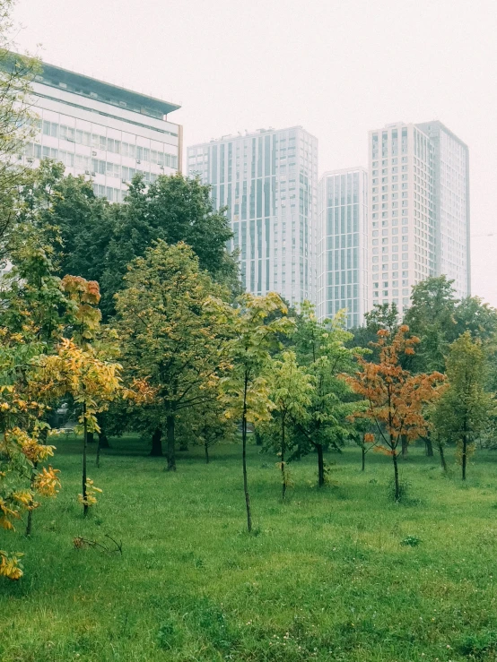 a bunch of trees in a park with buildings in the background