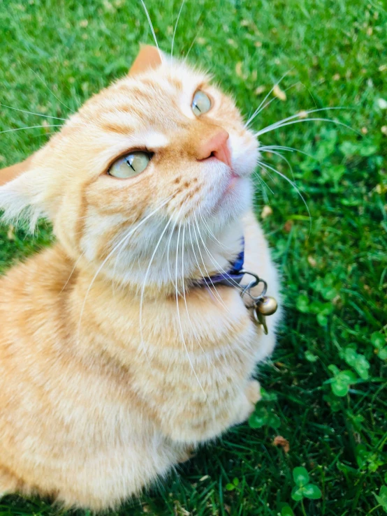 an orange tabby cat looking up at the sky