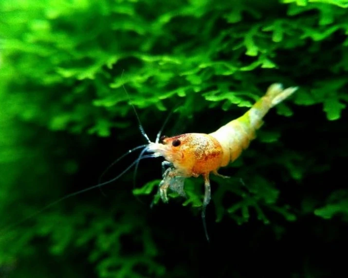 a shrimp with it's head hanging down in a green plant