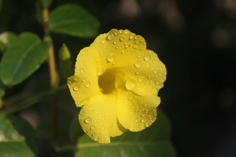 a yellow flower has been blooming very fast