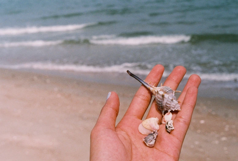 hand holding a small shell in front of the water