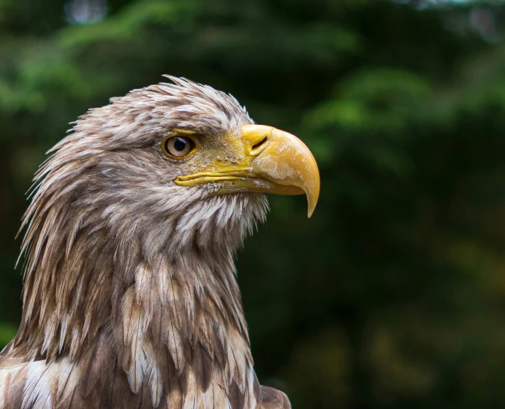 a bird with brown feathers standing next to a green forest