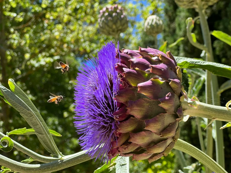 purple thistle flower with bees hovering around