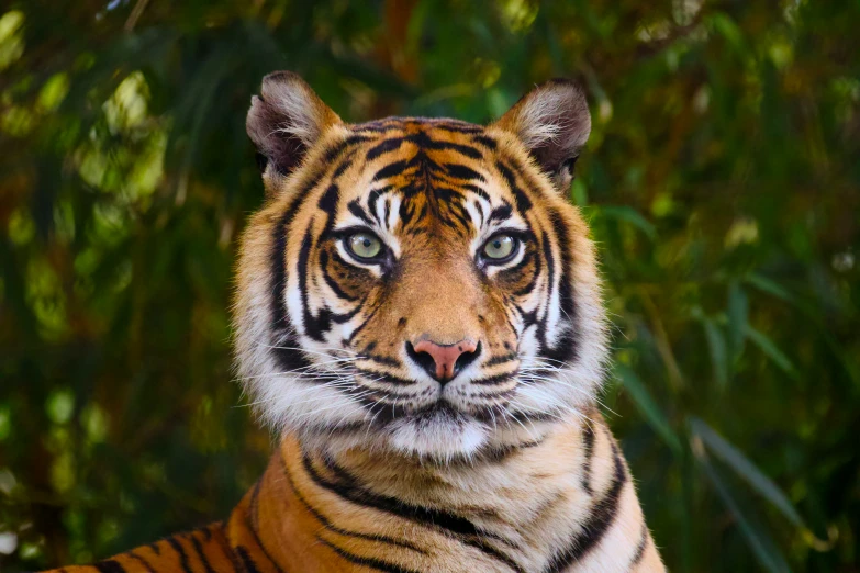 tiger looking into the camera while standing in front of bushes