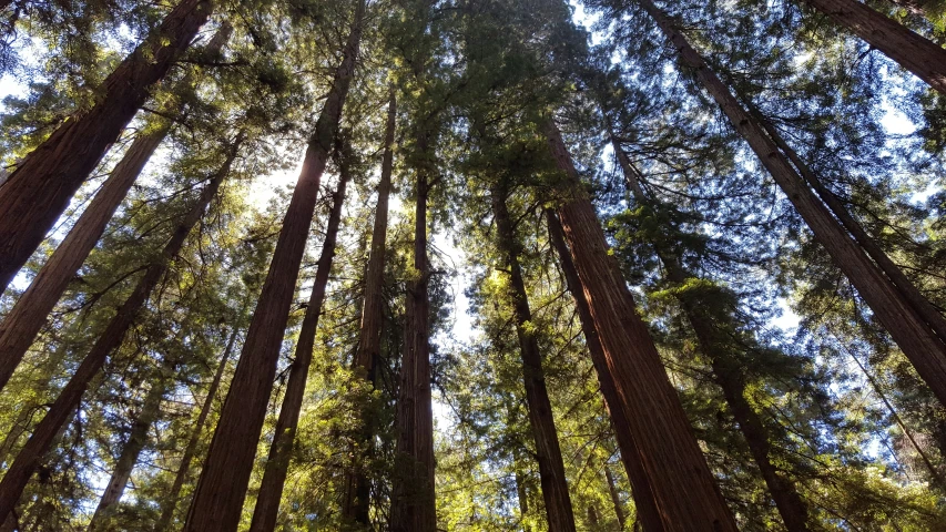 a view of tall trees with the sun shining through them