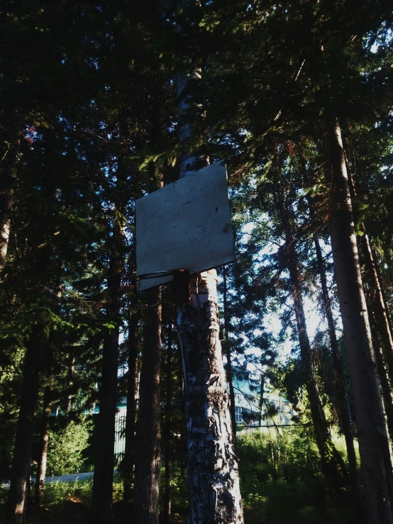 the back of the basketball goal is visible behind trees