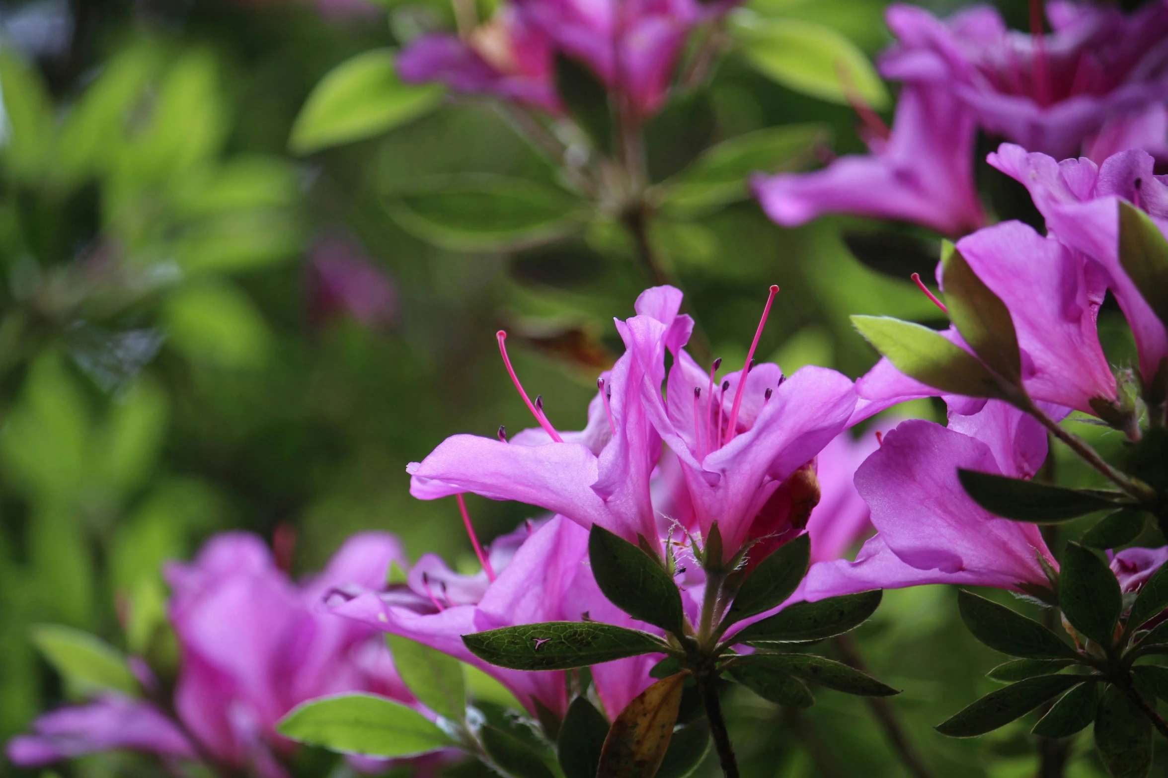 purple flowers blooming close up with leaves on them