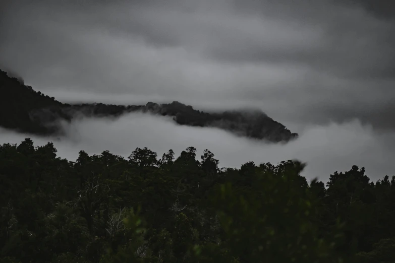 some dark trees are in the foreground and the fog is hanging over