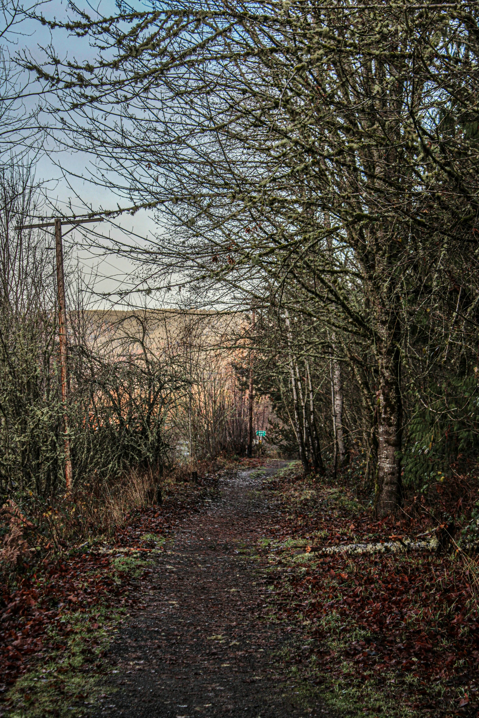 an image of a path in a forest