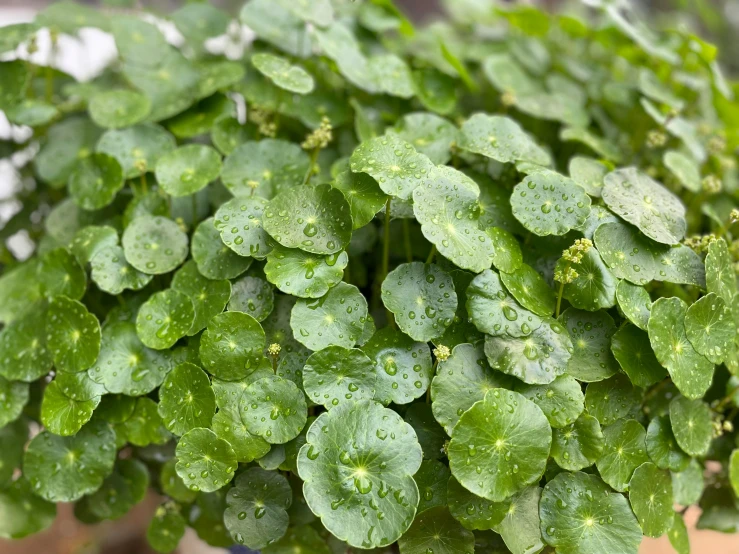 several drops on green leaves in the center of a table
