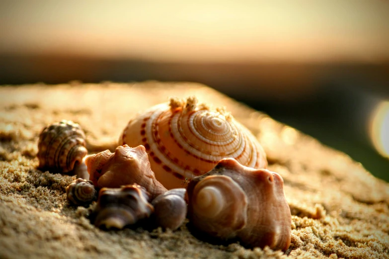 a close up view of sea shells sitting in the sand