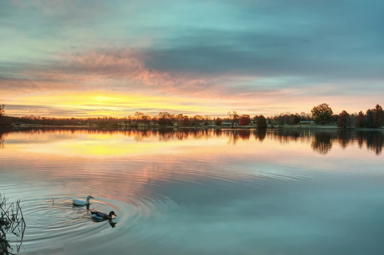 a lone duck in the calm water during a sunset