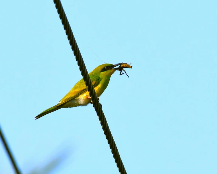 a yellow bird eating a bug on a wire