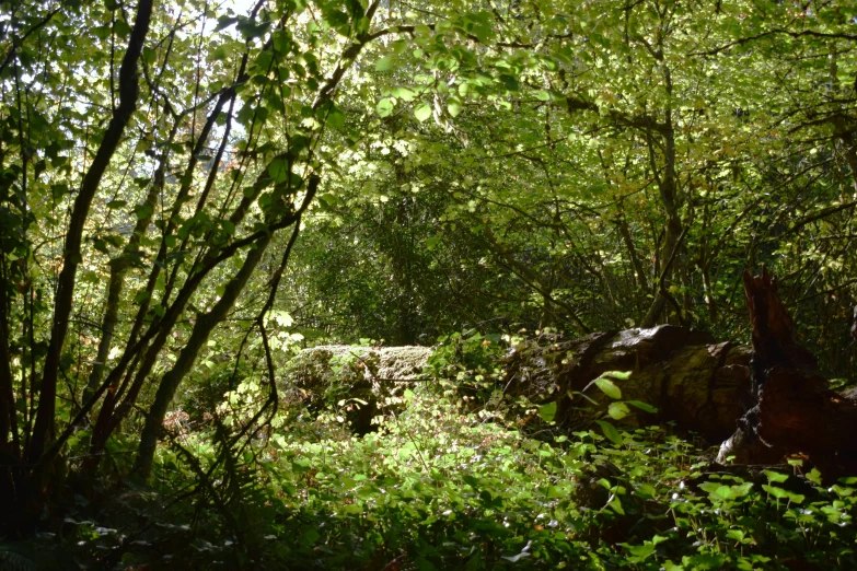 there is a rock and many trees in the woods