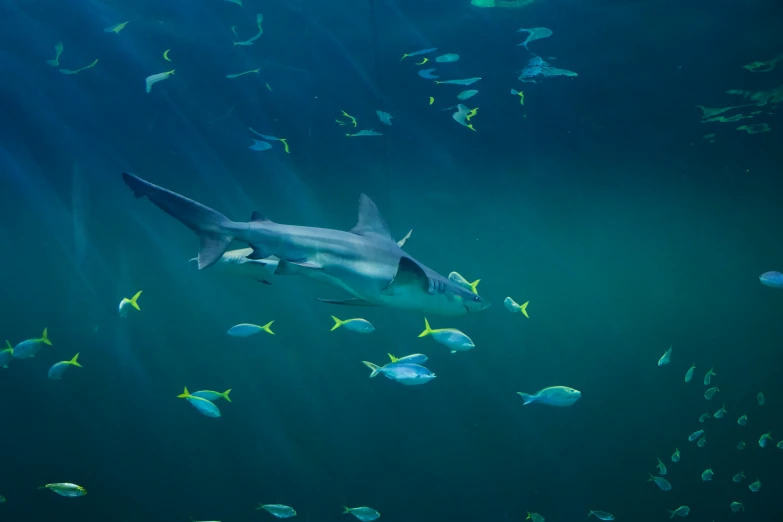 large groups of fish swim under the surface