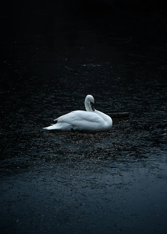 there is a bird that is floating in the water