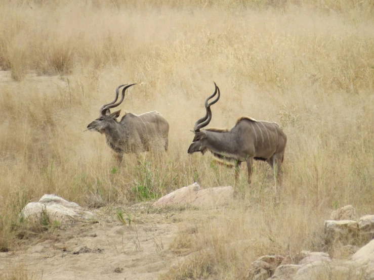 two animals grazing in an open field with tall grass