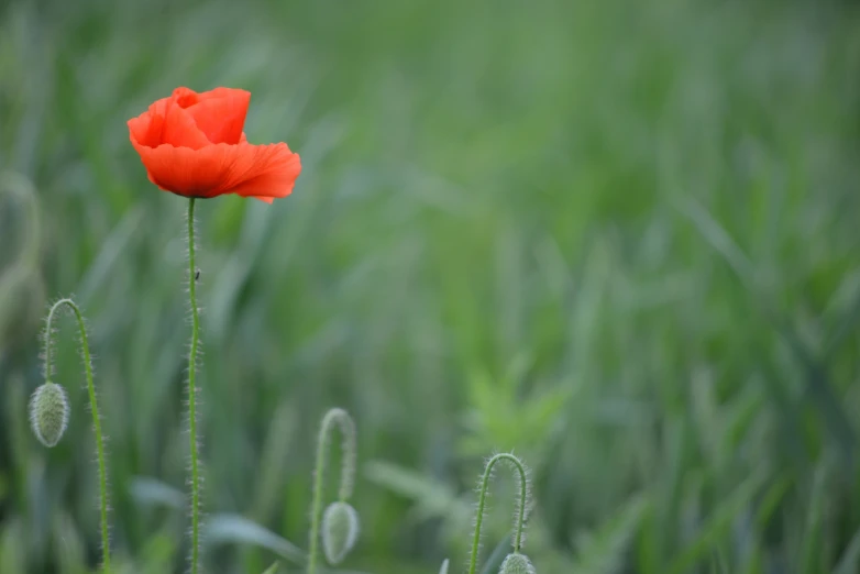 a flower in the middle of some tall grass