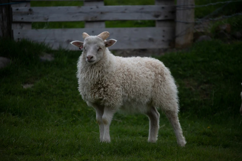 a goat standing on the grass next to another sheep