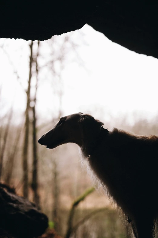 an animal looking out of a cave with trees behind