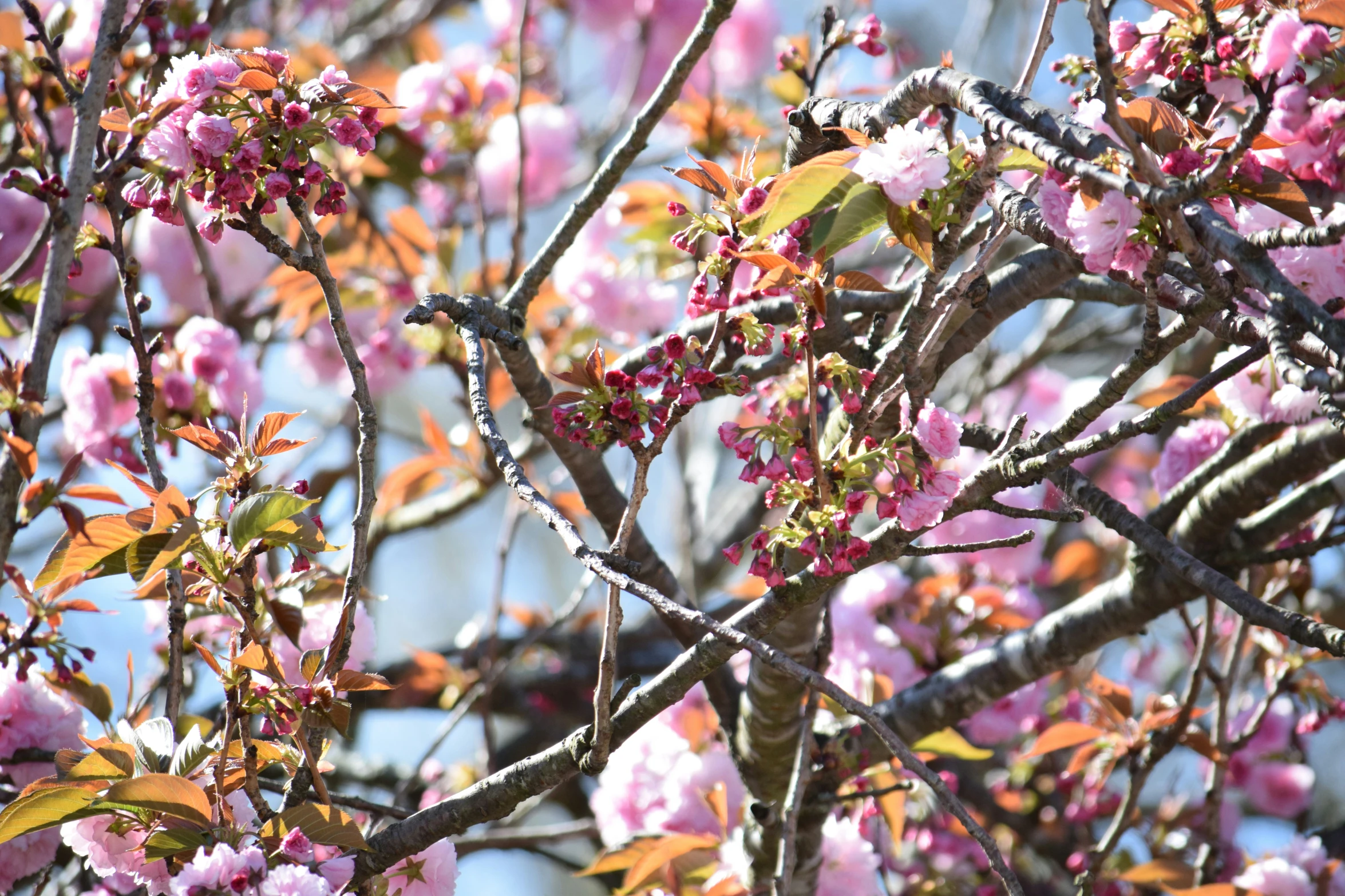 a group of pink blossoms on a tree with leaves