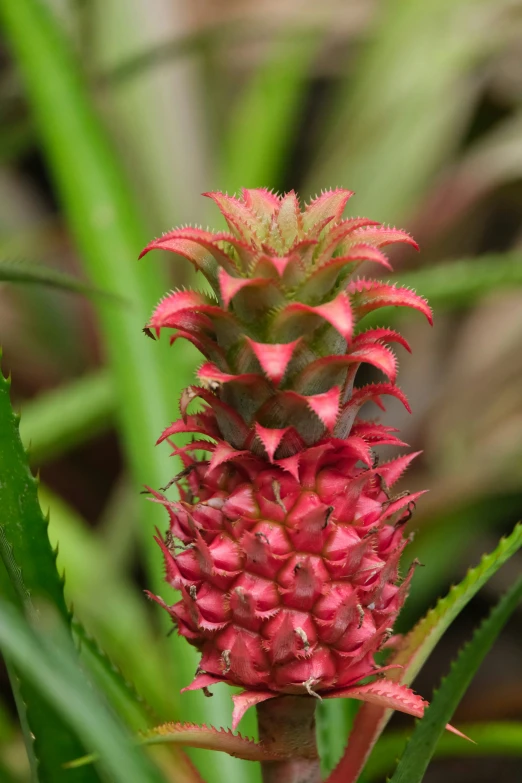 the pineapple is still blooming very slowly