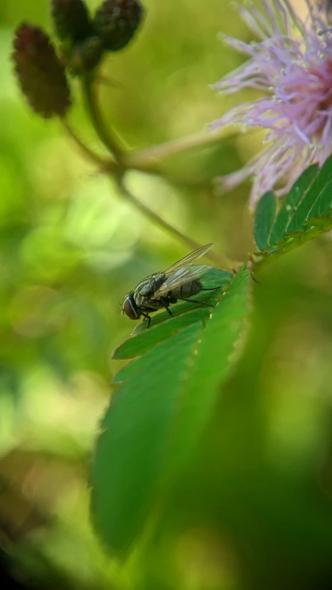 a mosquito sits on a green leaf and pink flowers