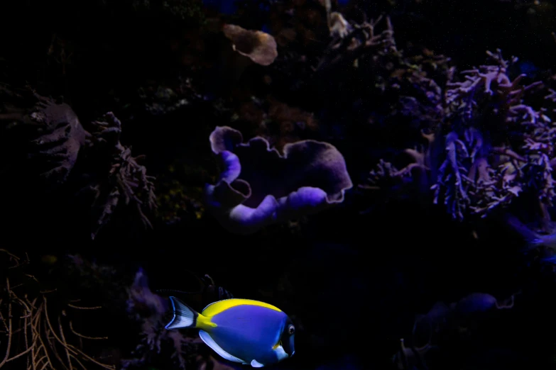 blue and yellow striped fish with corals in background