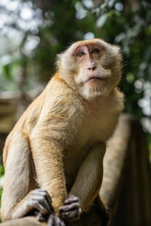 a small brown monkey with its hands over a railing