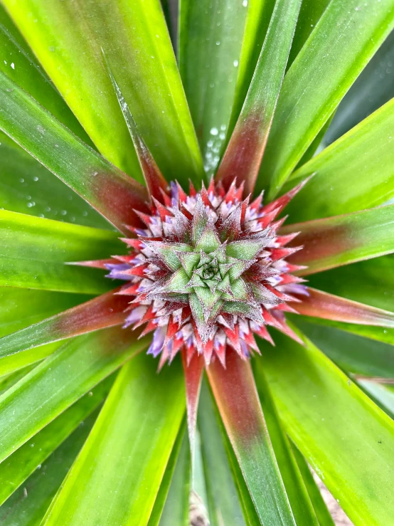 an overhead view of a flower with many green leaves