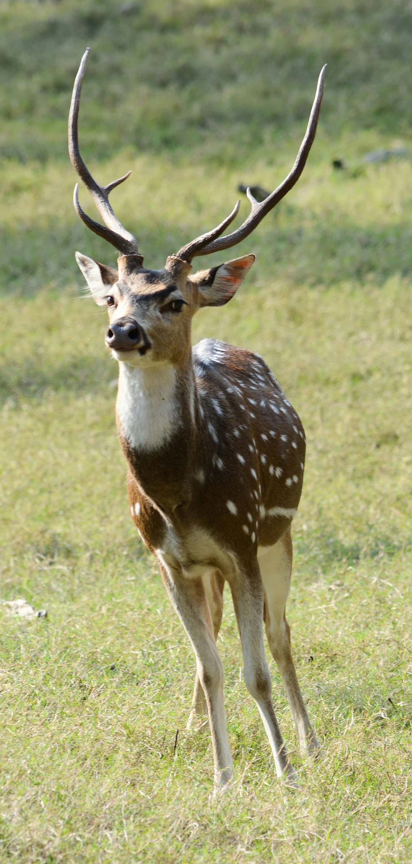 an antelope walks along the green grass