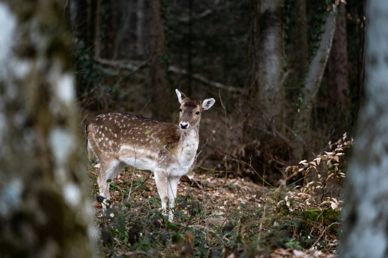 a deer standing in the woods behind several trees