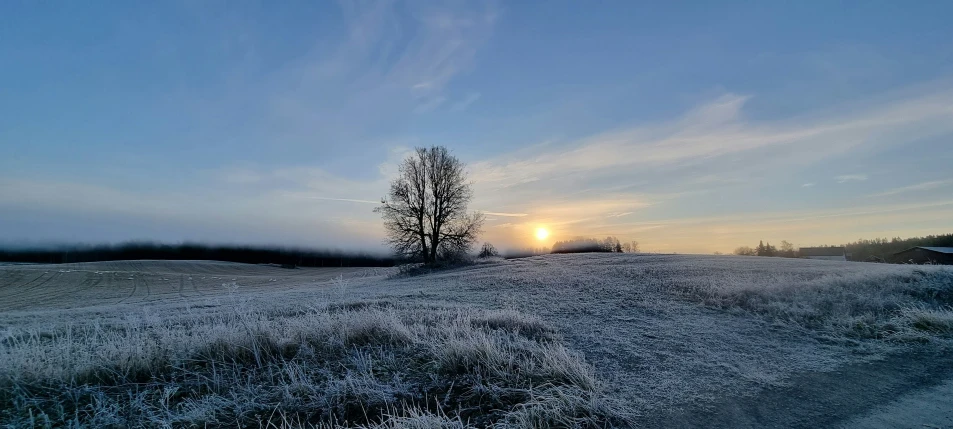 a field of grass is under the rising sun