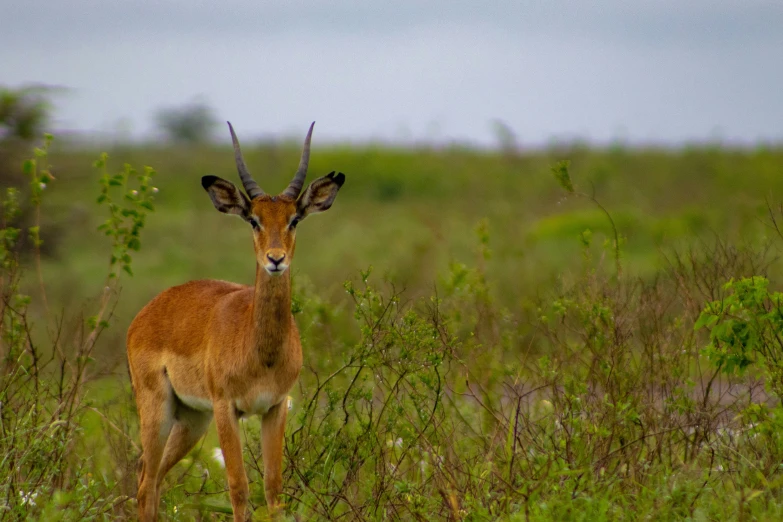 a deer that is standing in the grass