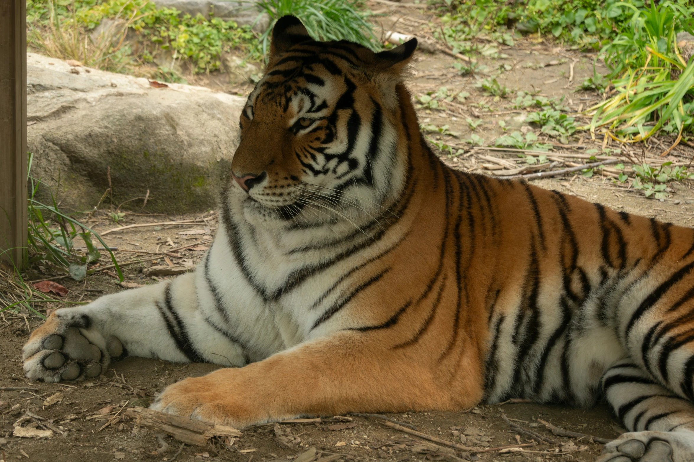 a tiger laying down in a zoo pin