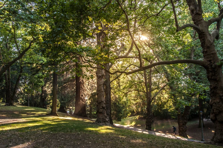 sunlight beaming through the trees in a wooded area